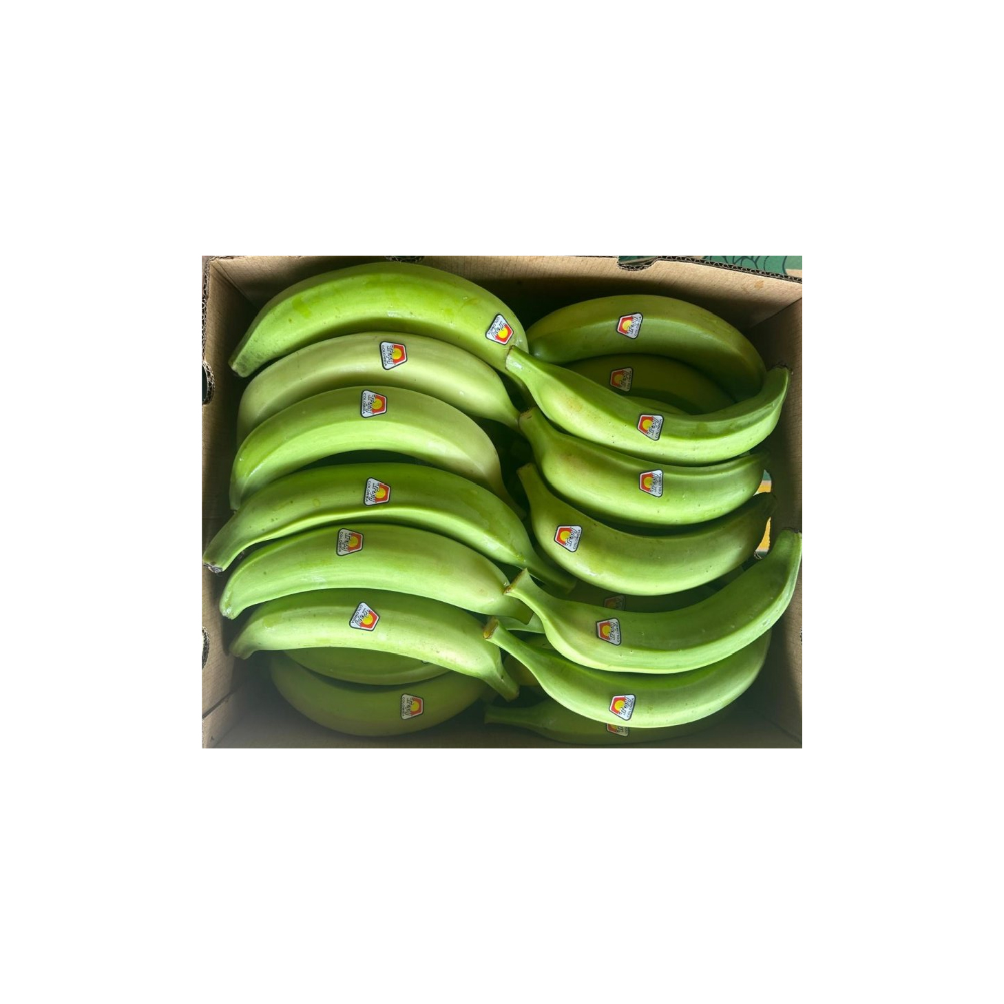 plantain vert